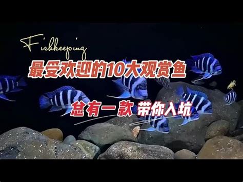 大型觀賞魚圖鑑